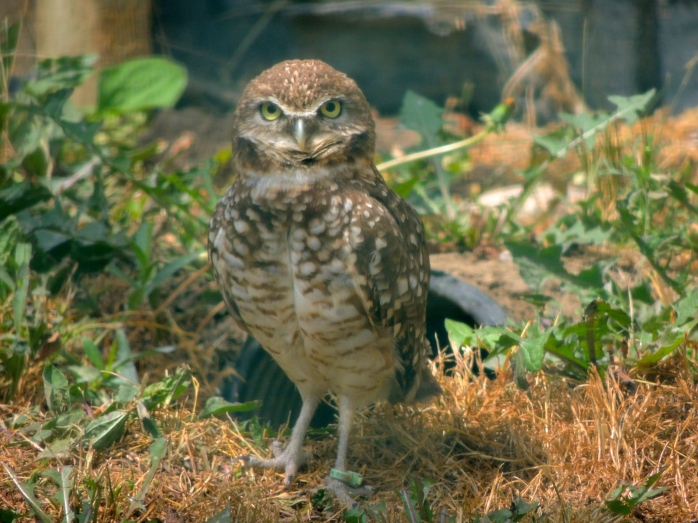 serious Burrowing Owl